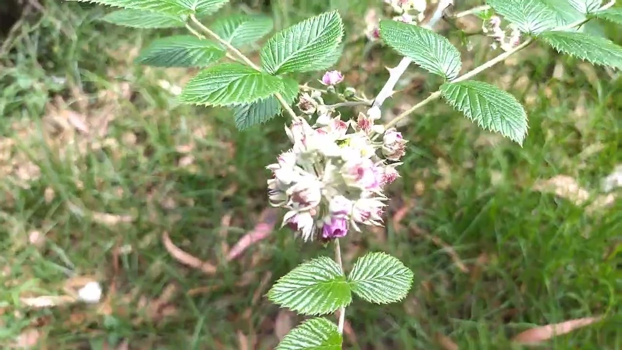  CAMINATAS Y AVENTURAS  AL EXTREMO  LES DECEO UN LINDO  Y BENDECIDO DIA  PARA TODKS Y SUSCRIBETE