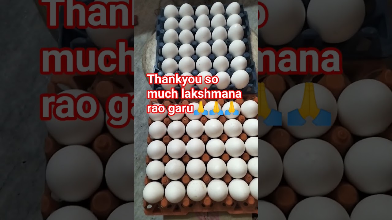 lakshmana rao garu donated 60 eggs to the innocent shelter puppies...