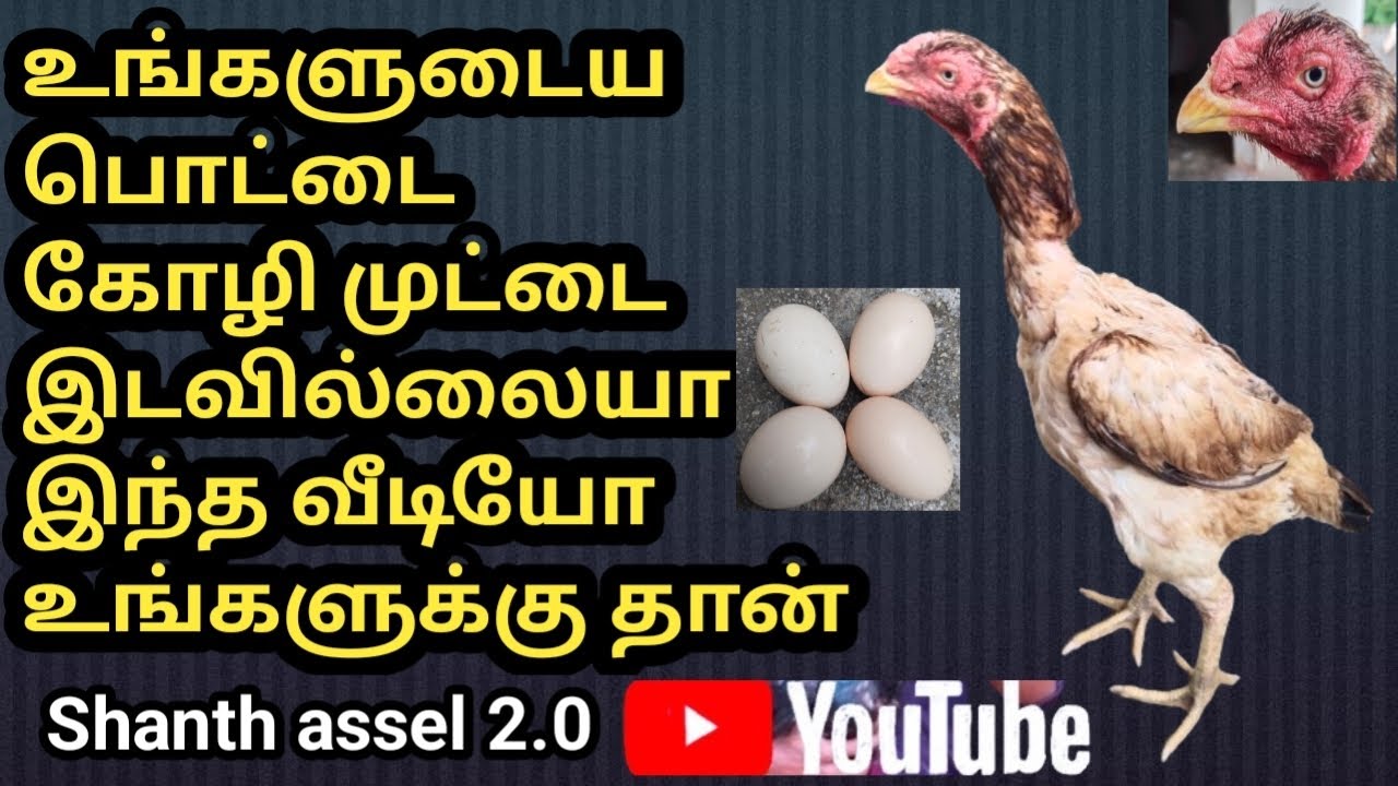 உங்களுடைய பொட்டை கோழி 🐔 முட்டையிட வில்லையா ⁉️அப்ப இதை பண்ணுங்க‼️ஒரே வாரத்தில் முட்டையிடும்⁉️ shanth