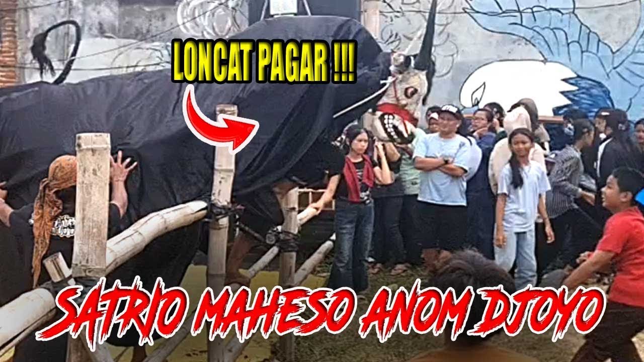 VIRAL‼️ SATRIO MAHESO ANOM DJOYO KALAP GANAS—TERJANG APA SAJA & LOMPAT PAGAR TANPA AMPUN!