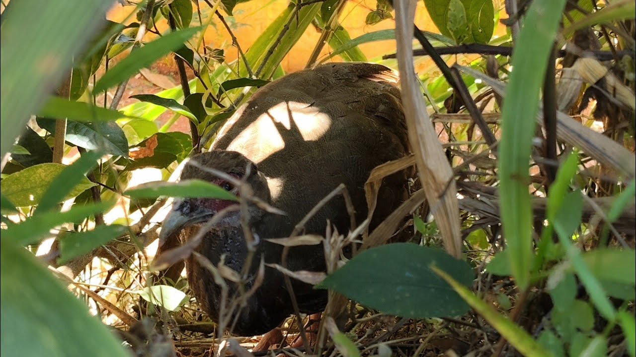 ไก่ฟ้าหลังขาวที่ถูกเลี้ยงด้วยไก่[อาข่าน้อย]