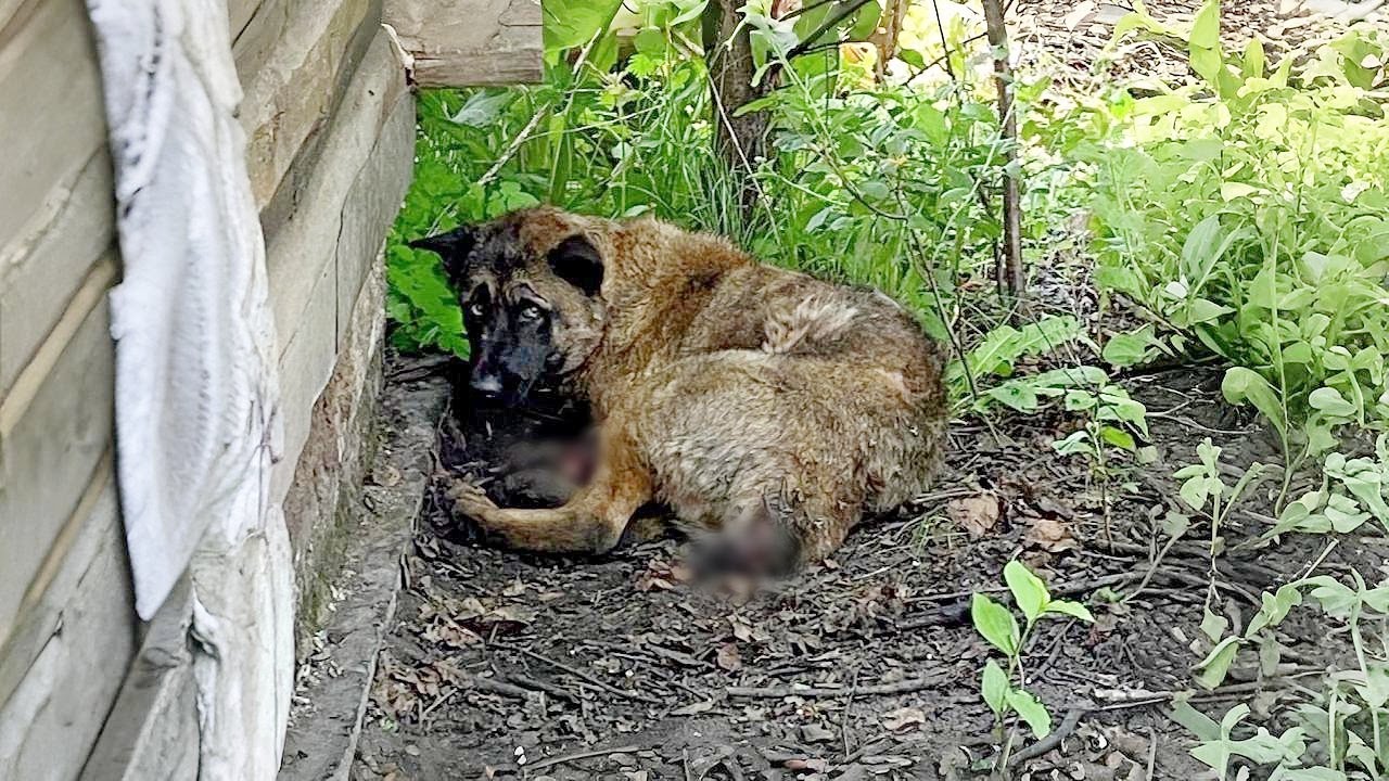 No Tail, No Legs, No Hope, She Crawled Into a Yard to Rest Forever, Then a Miracle Arrived