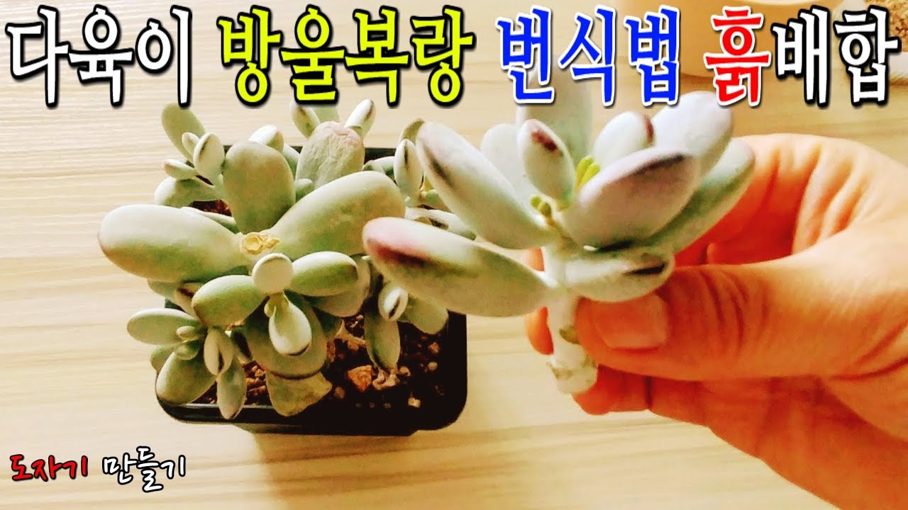 다육이키우기 방울복랑번식 *흙배합*How to breed and grow droplets