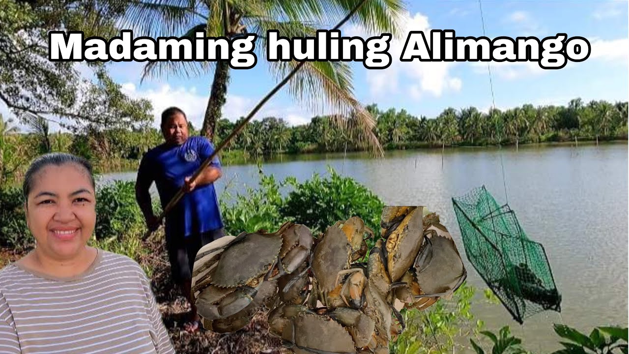 Jackpot na naman sa mga Alimango vlog862