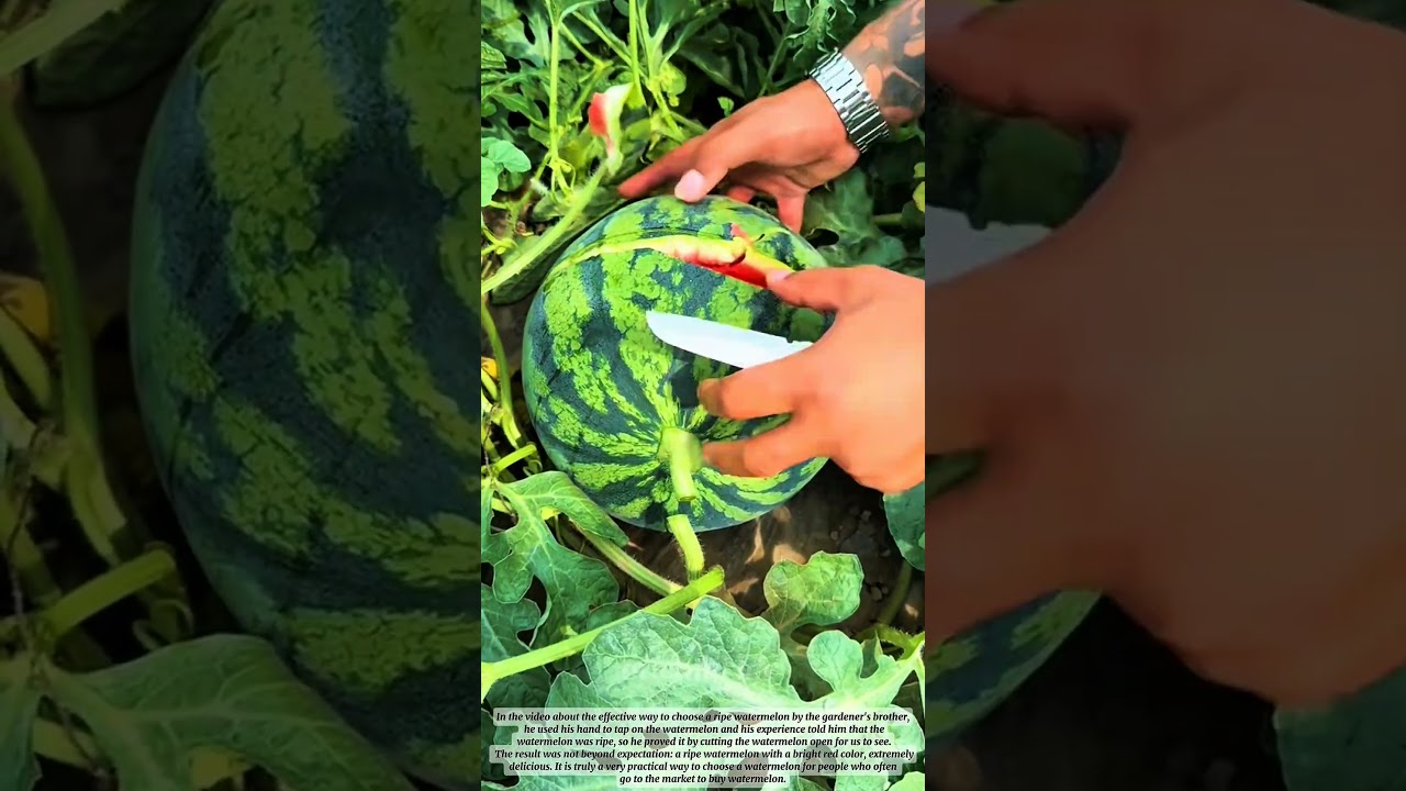 The Sound It Makes Can Tell If A Watermelon Is Pipe Or Not#tips #farming #watermelon