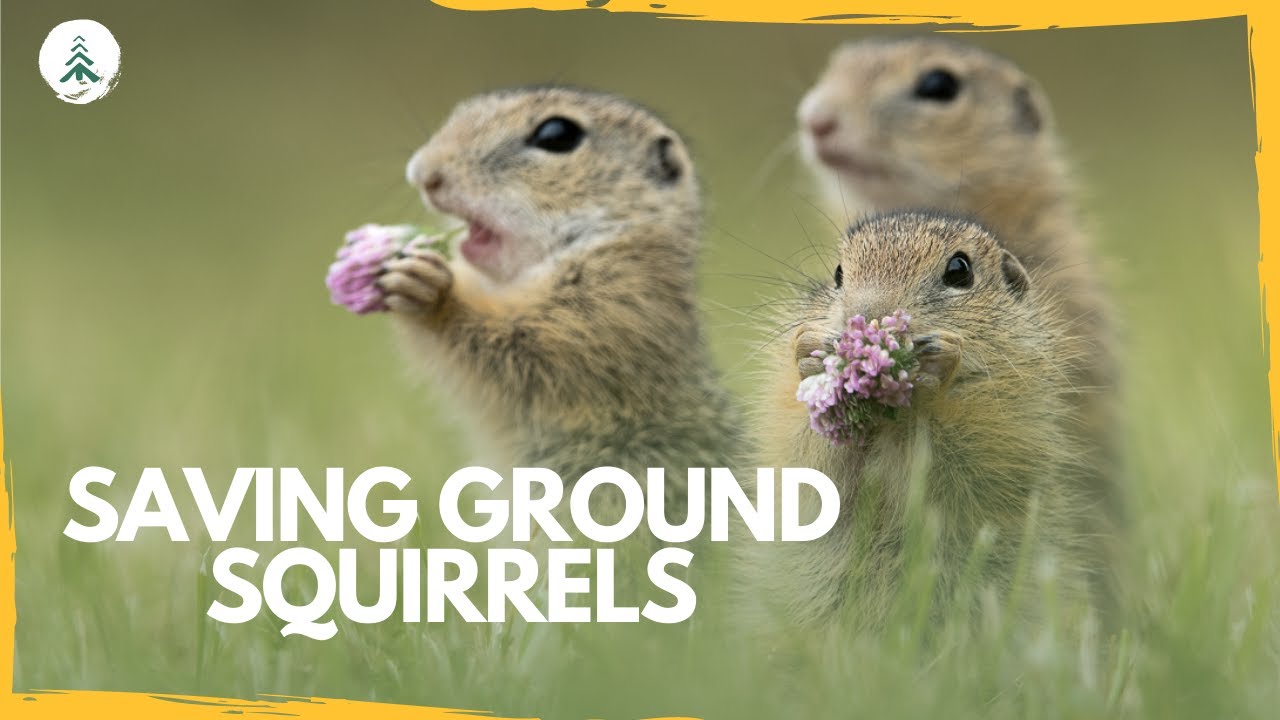 Protecting Europe's Endangered Endemic Ground Squirrel
