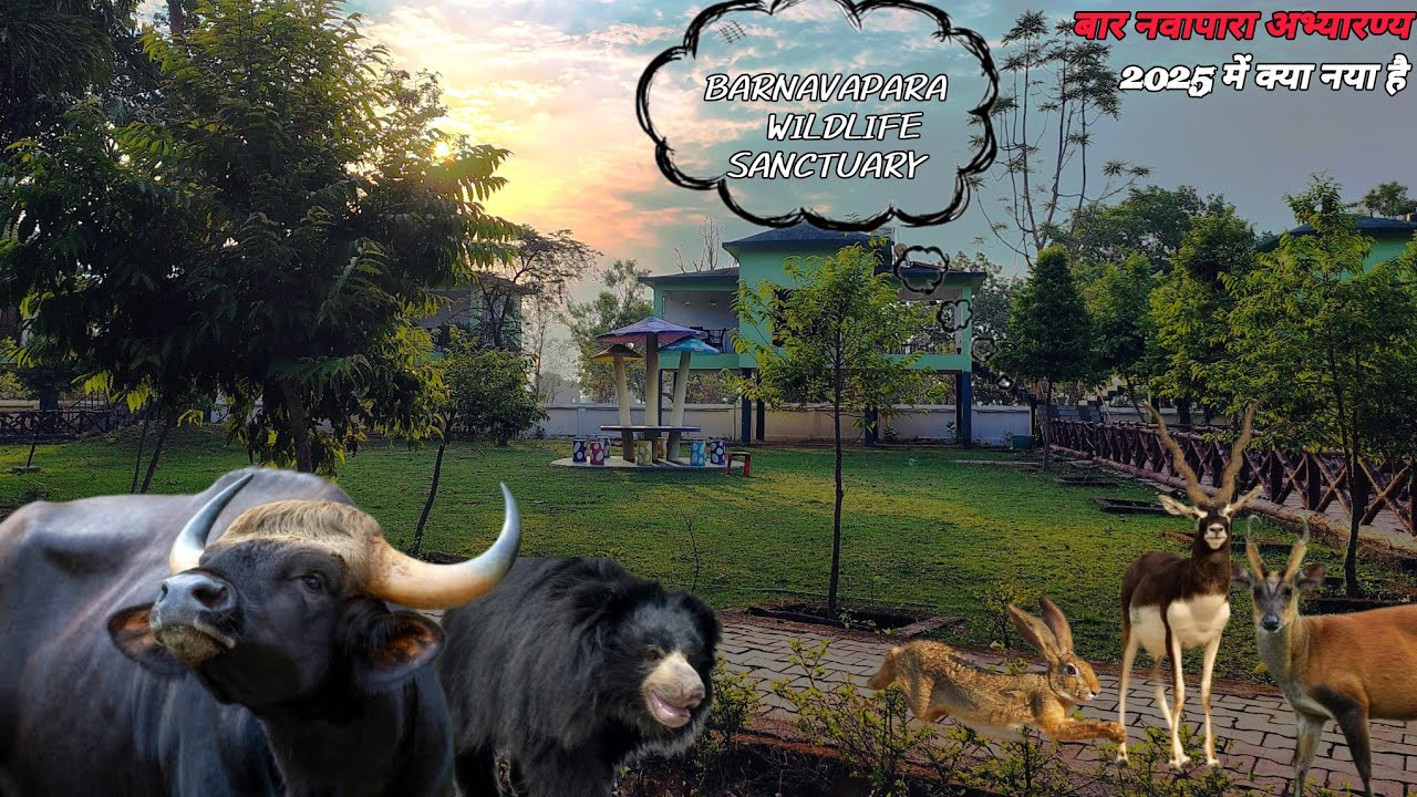 Barnawapara Wildlife Sanctuary | बारनवापारा वन्यजीव अभयारण्य | Leopard | Sloth Bear | Jungle Safari