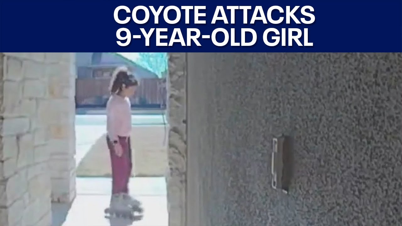 Coyote attack in Georgetown: 9-year-old girl recovering | FOX 7 Austin