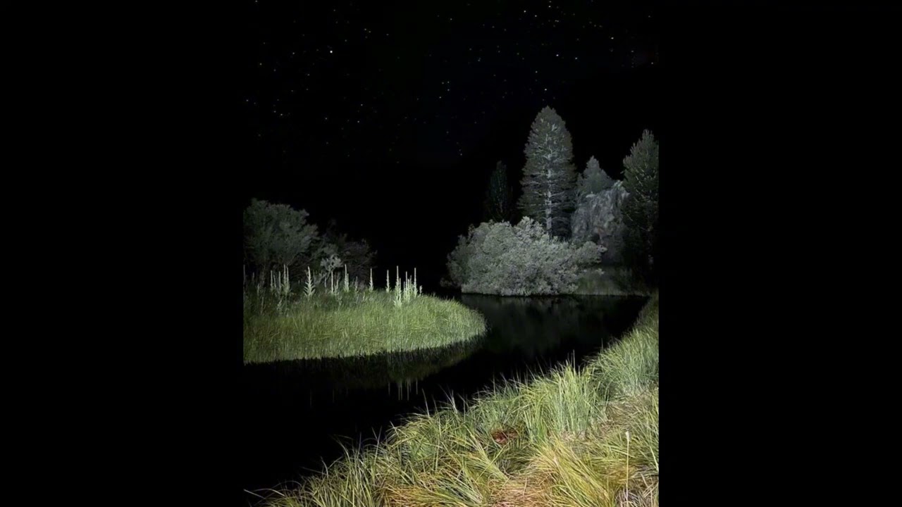 Garden Life (In a cold night on a forest)