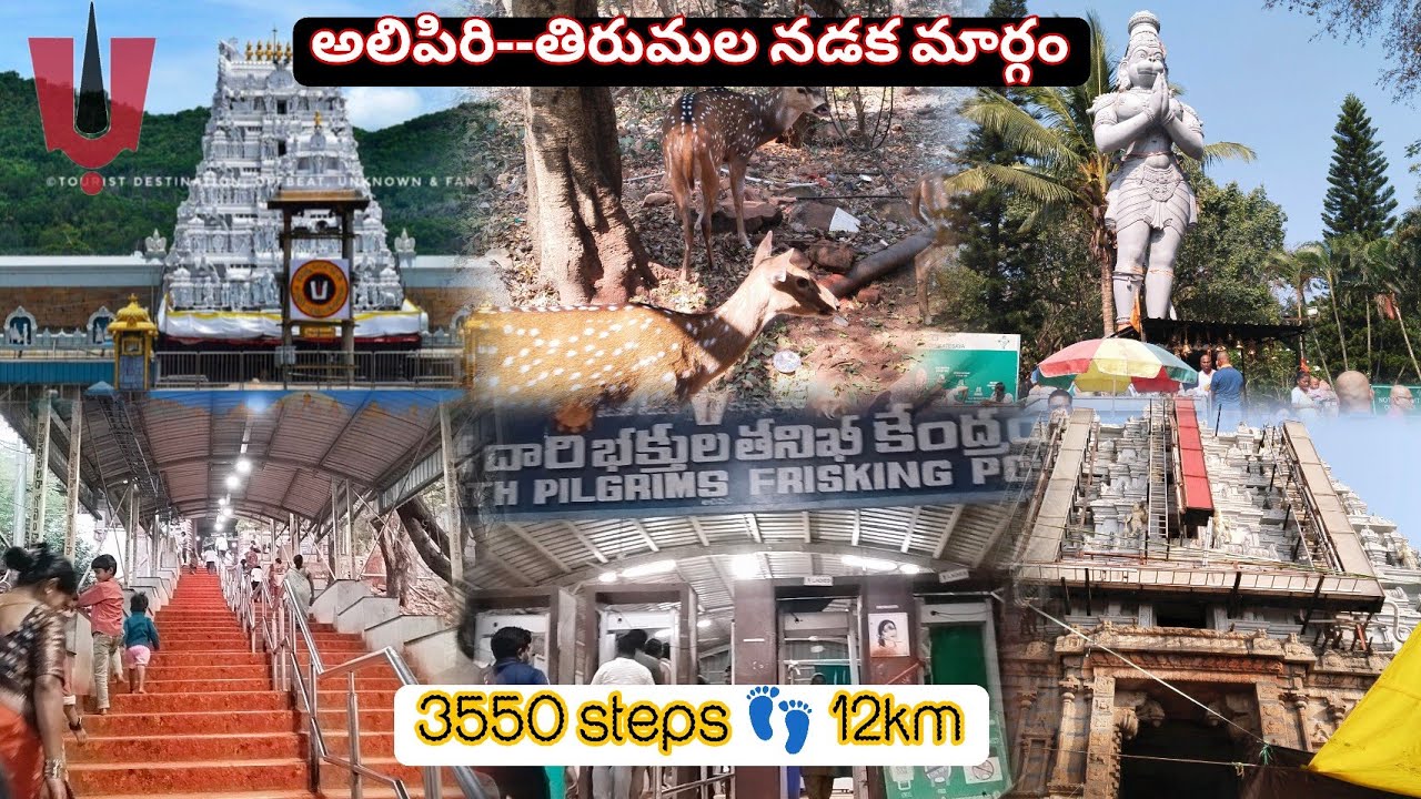 Day 2-alipiri to tirimala vlog| శ్రీవారితో శ్రీవారి మెట్లు🙏12km 3550 steps 4గంటల్లో| #vlog #tirumala