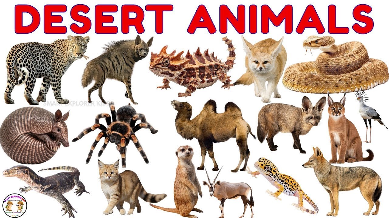 Desert Animals🐪 | Types of Desert Animals | Learn Desert Animal Names with Sounds | Animals for Kids