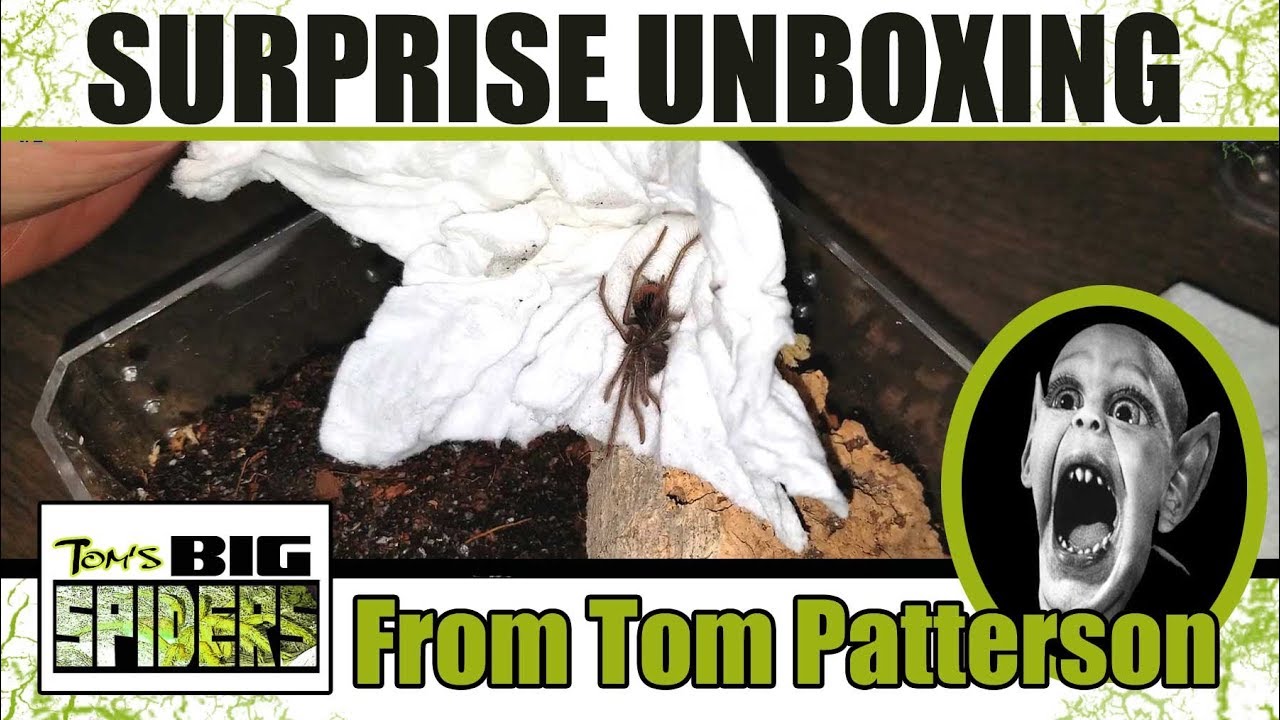 Surprise Unboxing from Tom Patterson (ft. first Xenesthis species!)