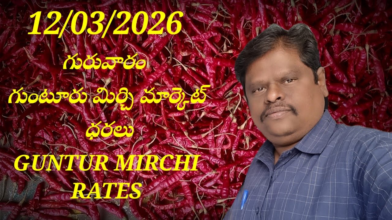 12 March 2026 GUNTUR MIRCHI MARKET RATES గుంటూరు మిర్చి మార్కెట్ ధరలు 