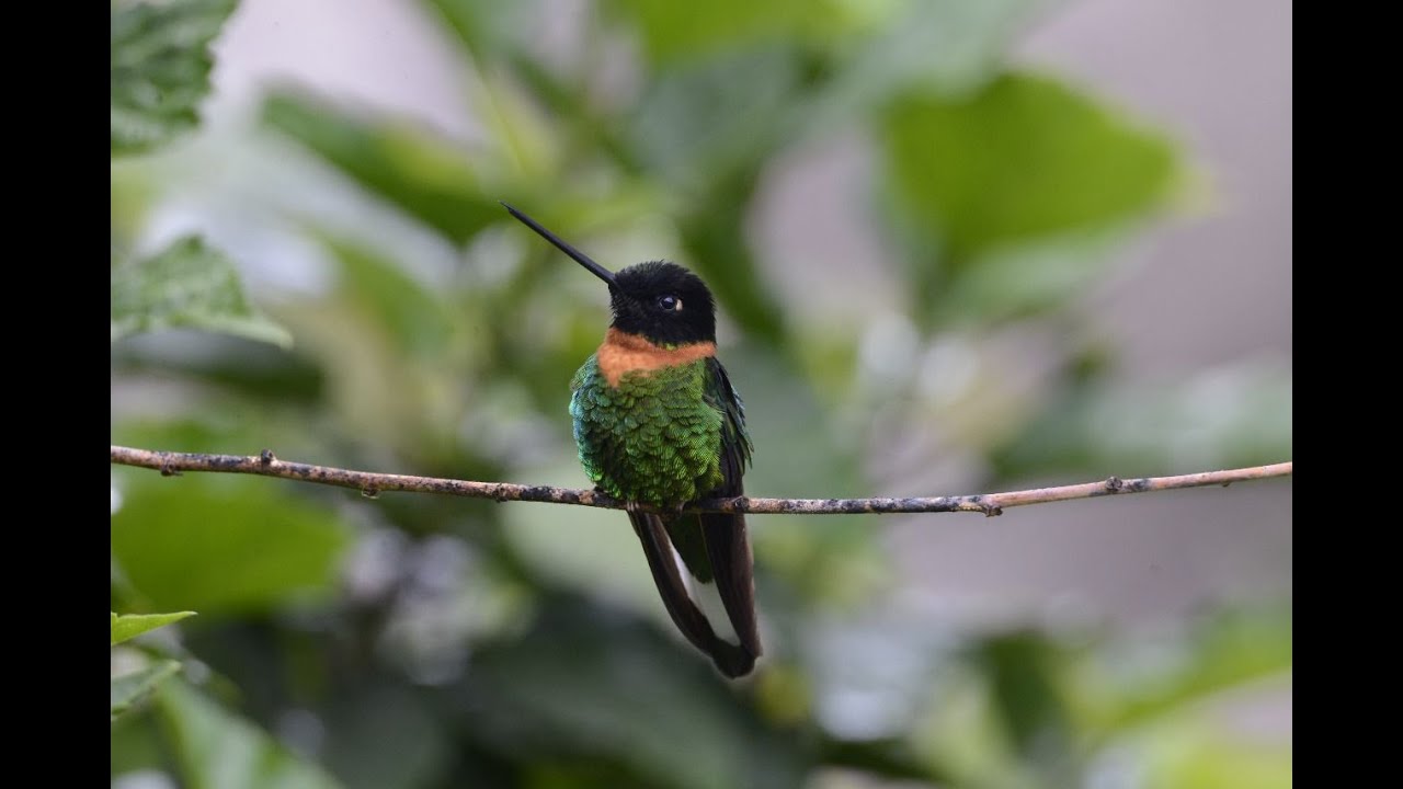 Essential Peru Birding in the Manubiosphere: Amazon Basin and the Manu Road