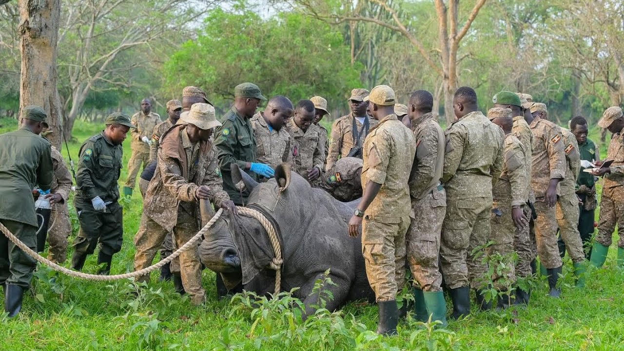 HISTORY MADE: Uganda’s First-Ever Rhino Translocation | A Conservation Milestone