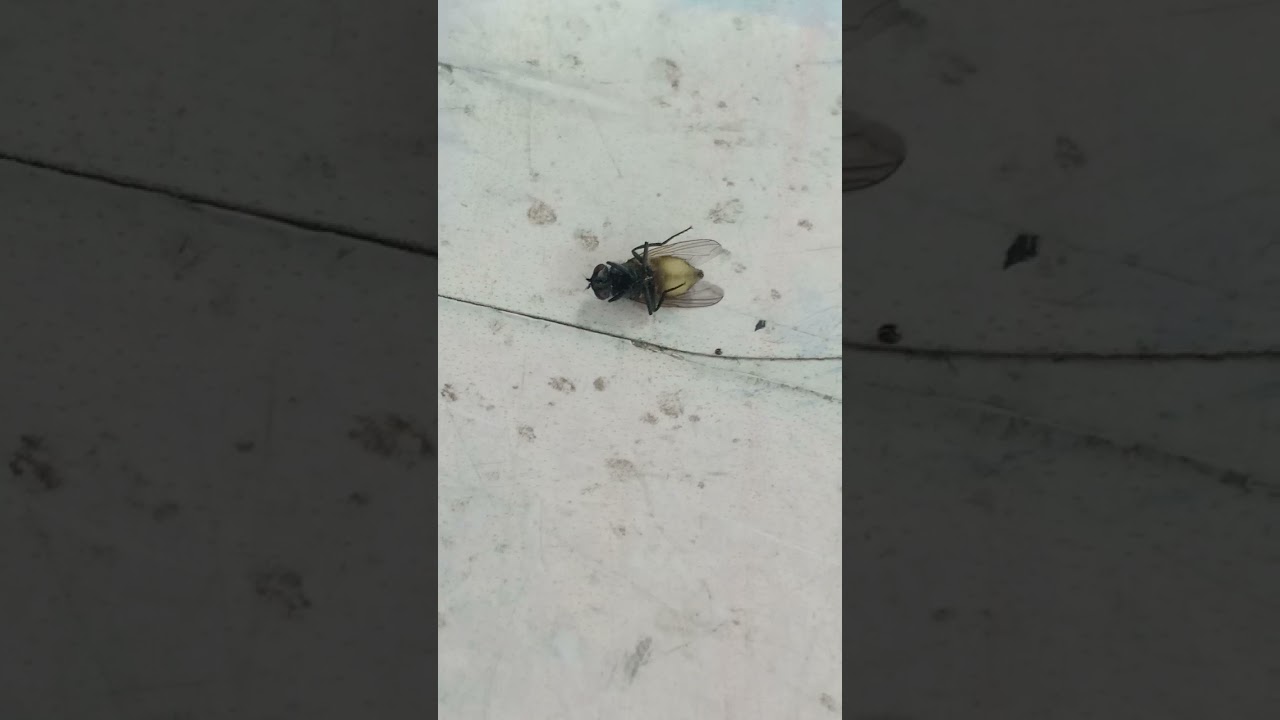 ذبابه في مرحله الاحتضار سبحان الله