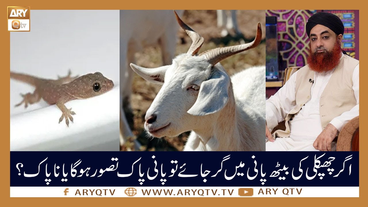 Agar Chipkali Ki Beeth Pani Ke Andar Gir Jaye Tu Us Se Wazu Kar Sakte Hain? | Mufti Akmal | ARY Qtv