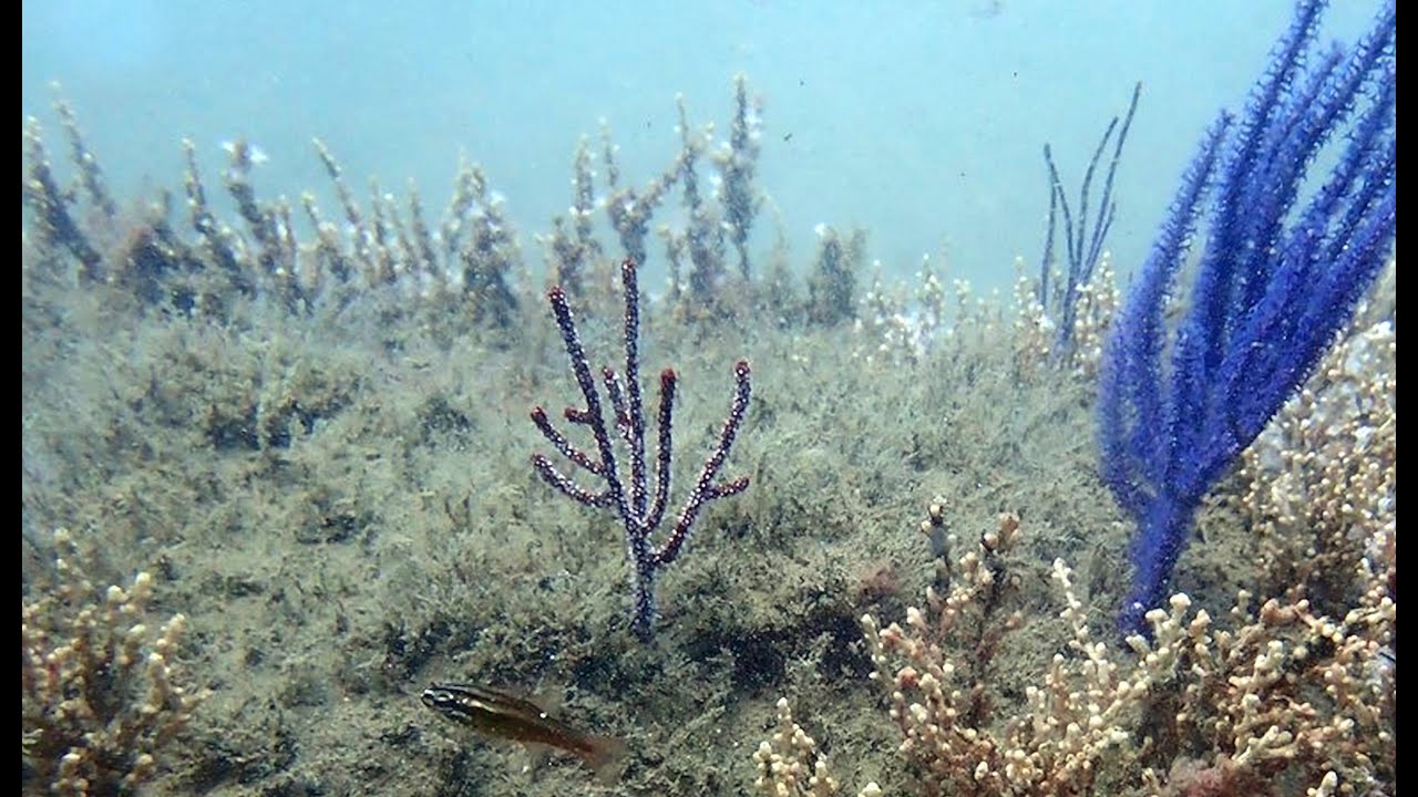 建置海洋牧場對海域生態環境之影響評估