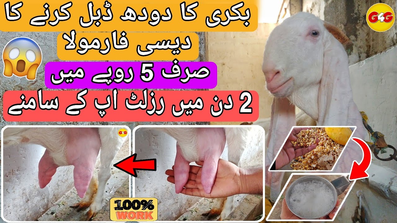 Bakri Ka Doodh Badhane Ka Tarika | How To Increase Goat Milk Home Remedy | G 4 Goats