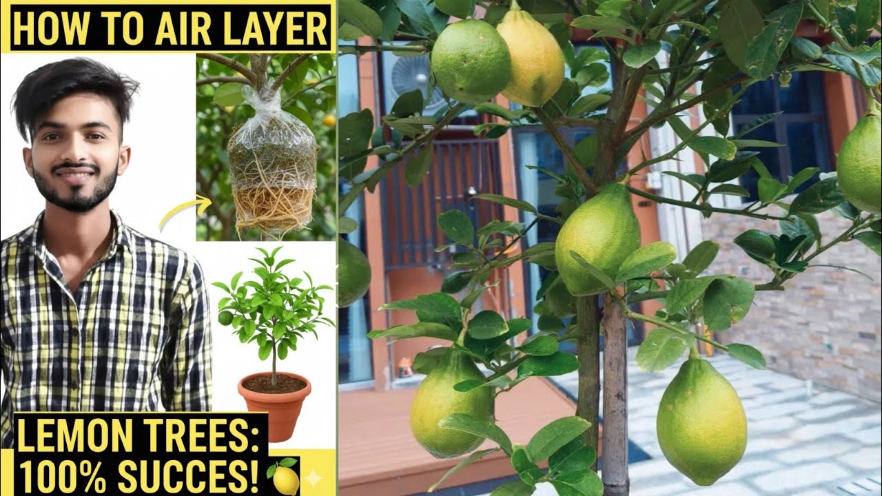 How to Air Layer Lemon Trees: 100% Success Rate for Beginners
