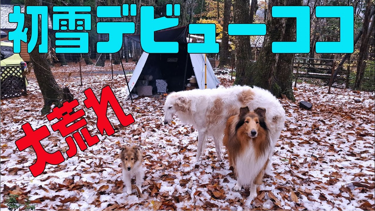 寒波襲来！2日目(カルビ焼き肉定食)(ココが初雪デビュー)(奥琵琶湖後編)(ソロキャンプ＋ワンズ3)
