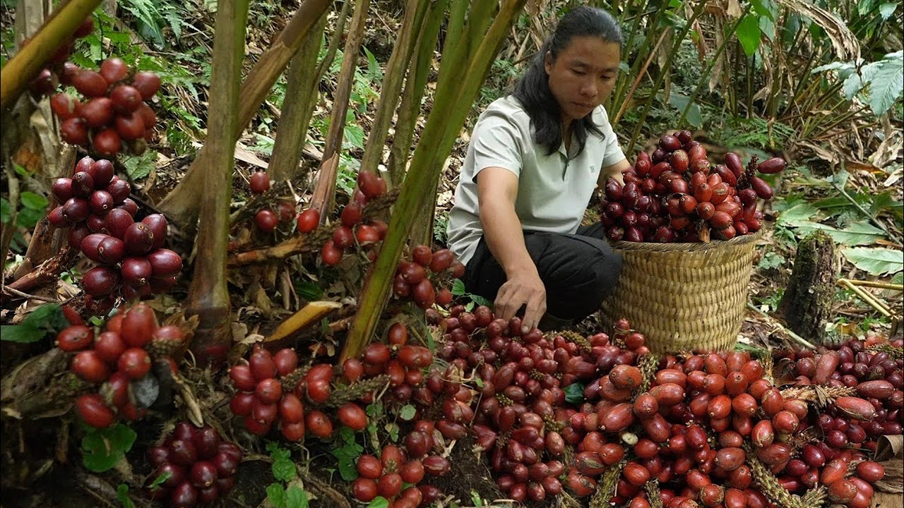 CEO Harvests Giant Cardamom in the Amazon | How to Preserve It for Year-Round Freshness - Anh Hmong