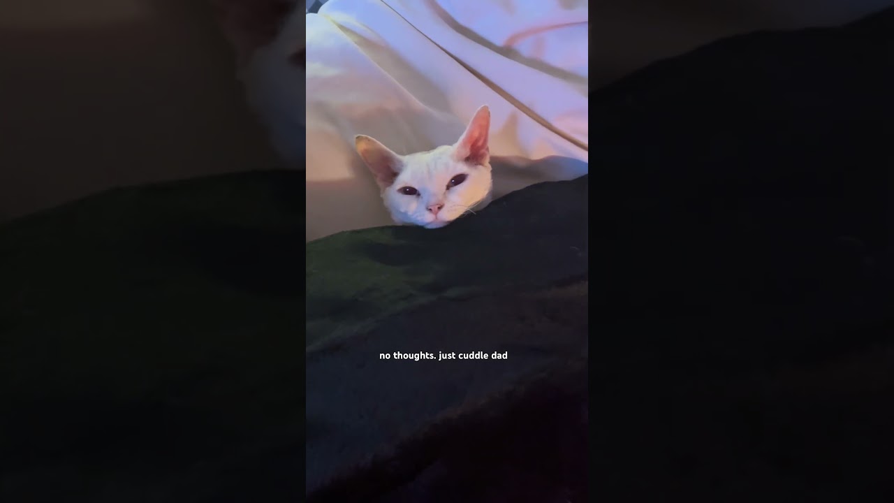 Dave is a simple cat. He just needs a warm body 😌😌 