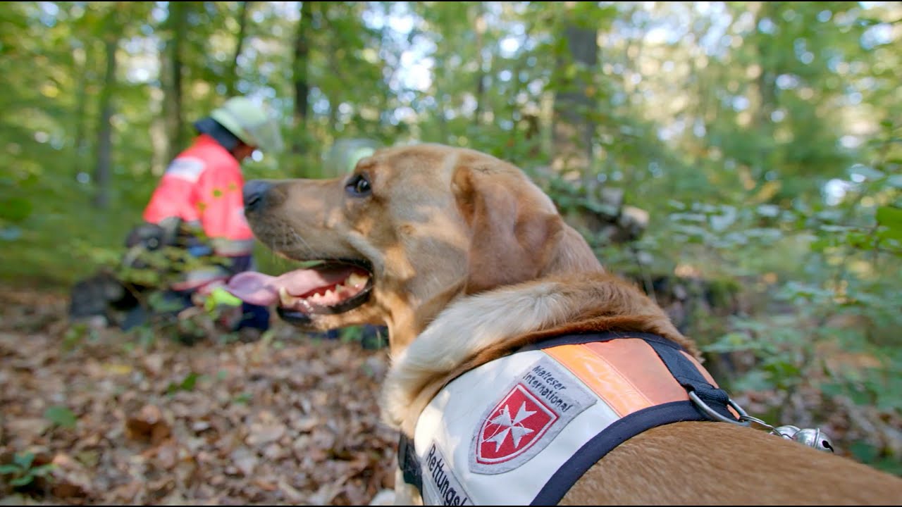 Flächensuchhunde, Rettungshundestaffel der Malteser Mainz