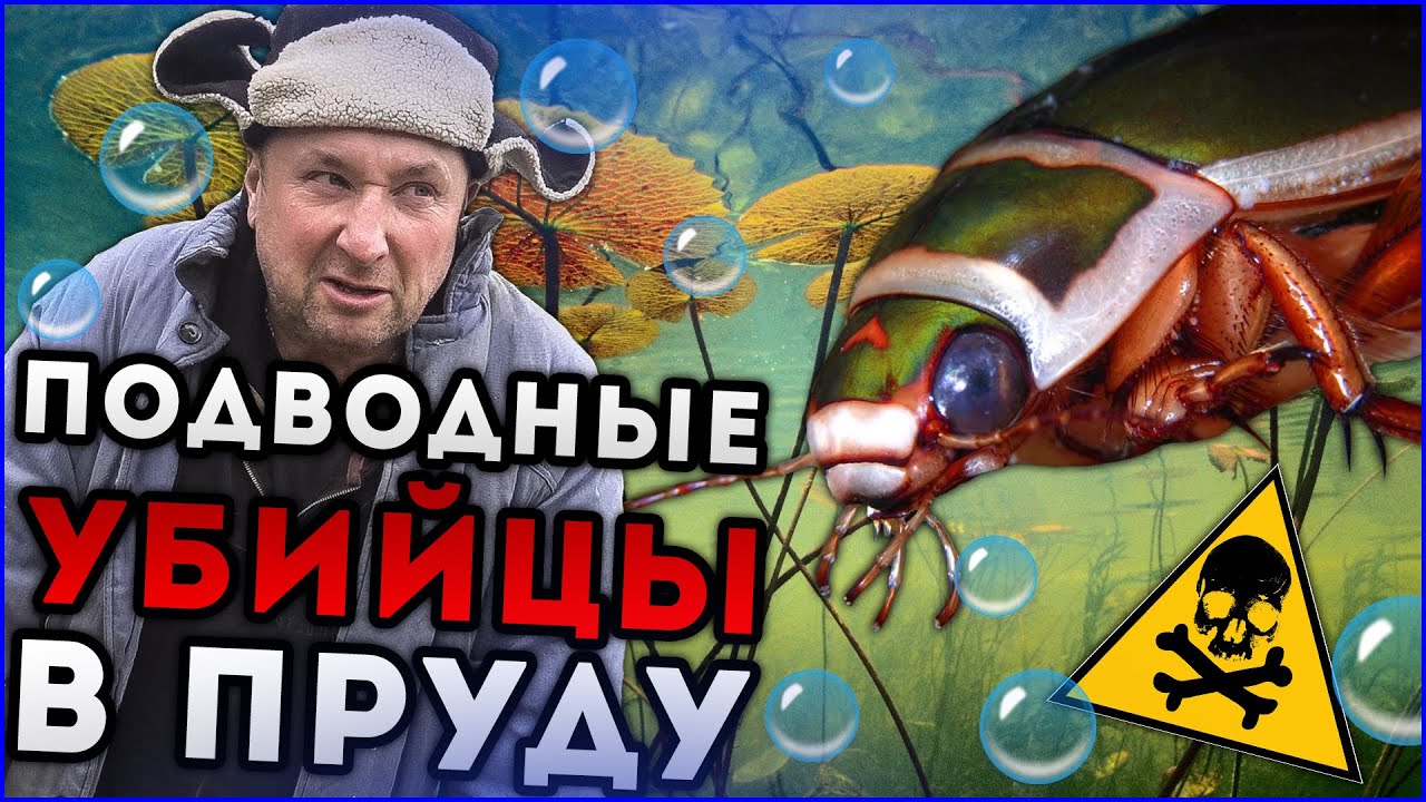 ОПАСНОСТЬ ДЛЯ ОБИТАТЕЛЕЙ ПРУДА | БОРЬБА С ВРЕДИТЕЛЕМ - ЖУК ПЛАВУНЕЦ