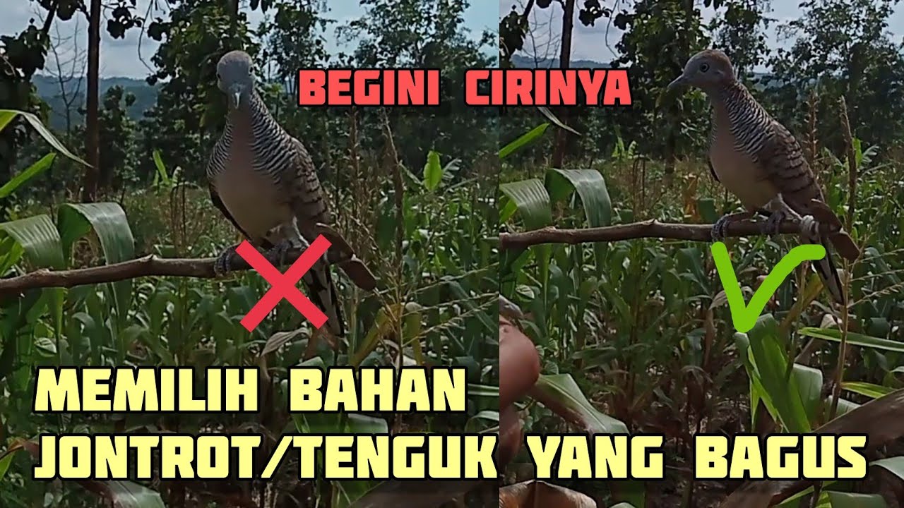 Ciri Perkutut Yang Bagus Buat Jontrot/Tenguk Untuk Mikat
