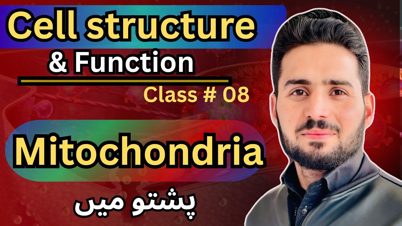 Cell structure and function 08 || Mitochondria explain by M Ibrahim Ahrar 