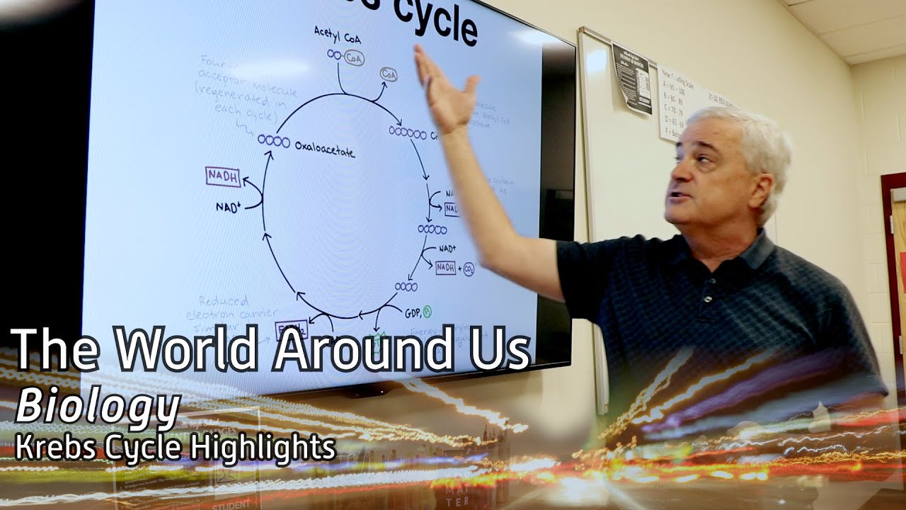 The Krebs Cycle Highlights