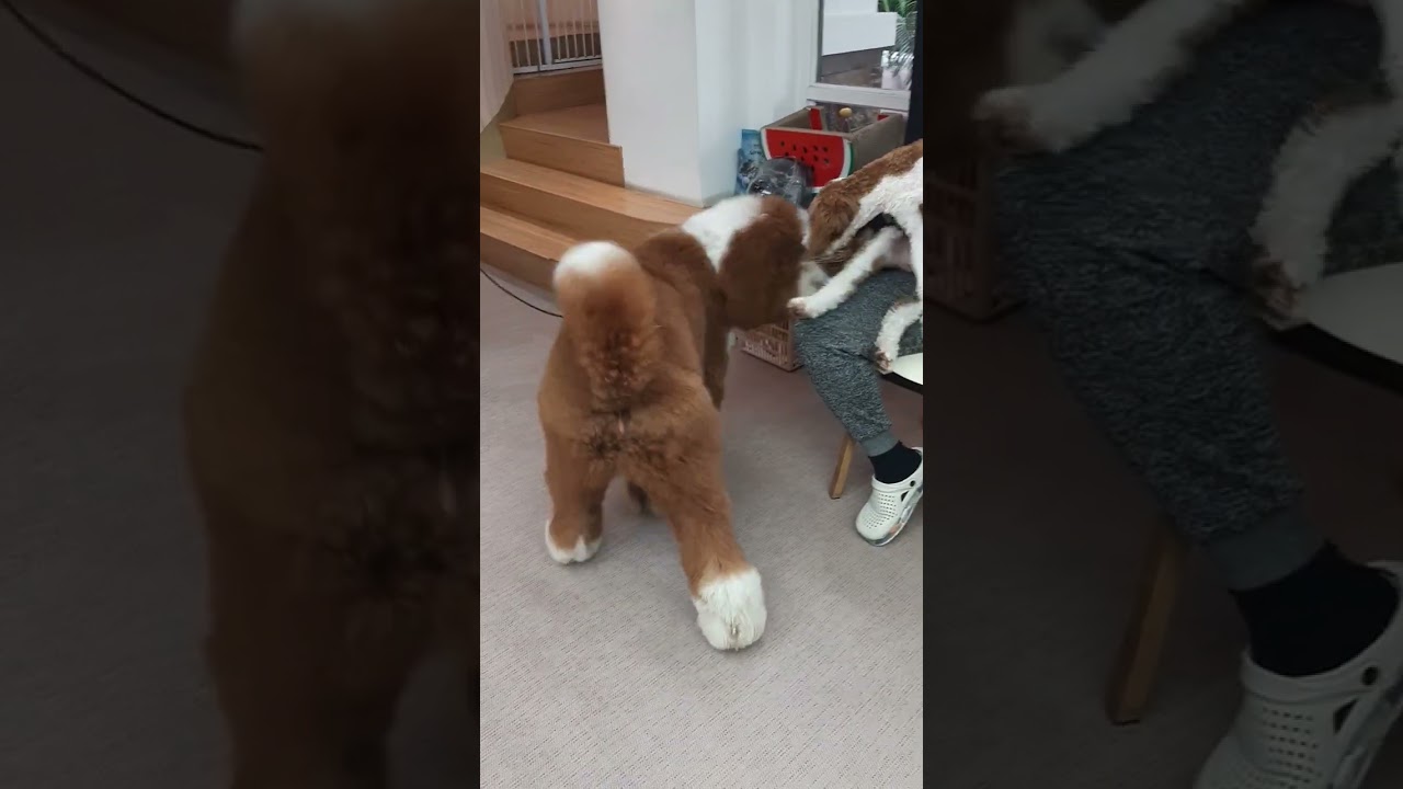 GIANT POODLE! #dog #puppy #poodle #giantpoodle #cutedog