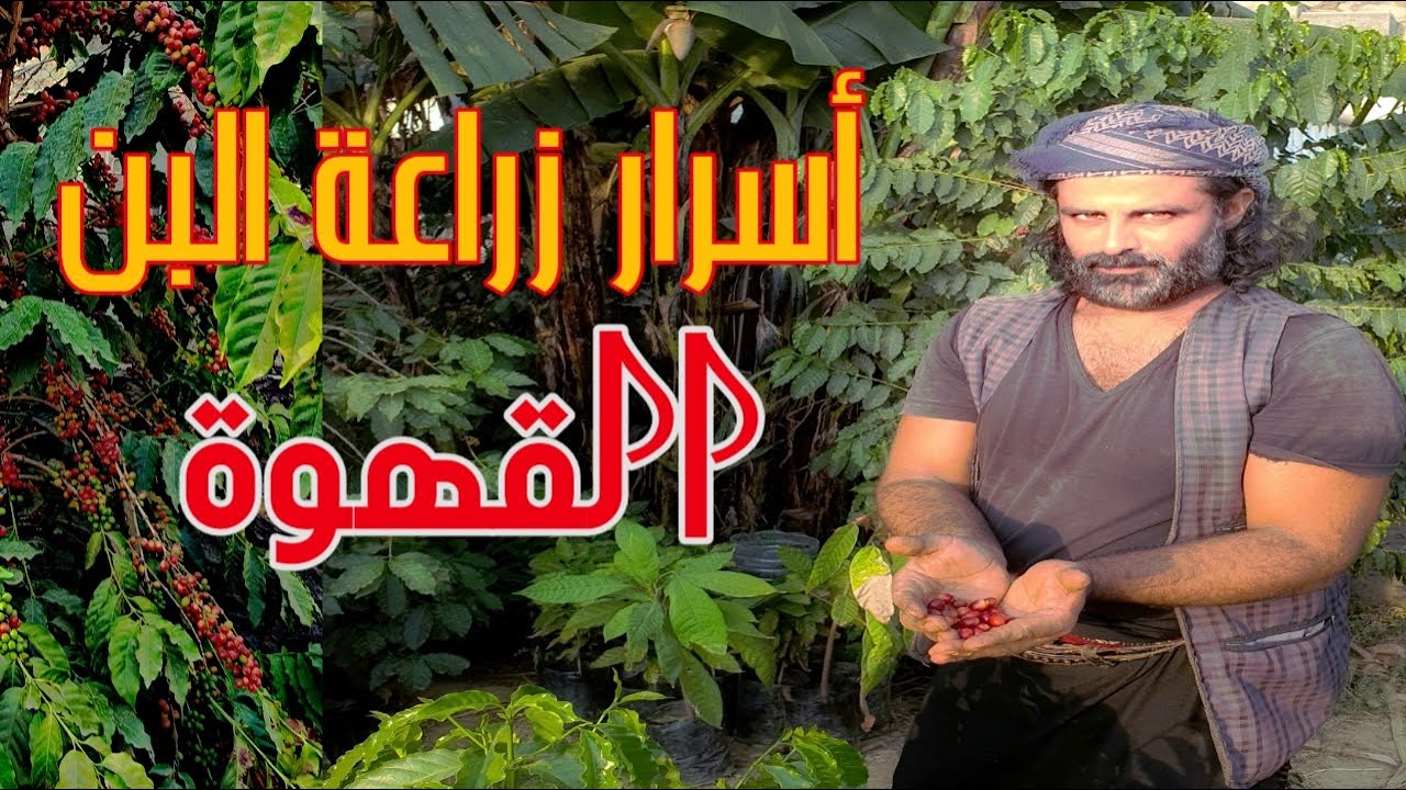القهوة قصة من البذرة للفنجان _مزارع البن بجازان