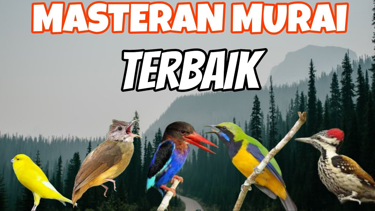MASTERAN MURAI BATU ROLL TEMBAKAN TAJAM DAN MUDAH MASUK KE MURAI COCOK BURUNG FIGHTER SUARA KASAR