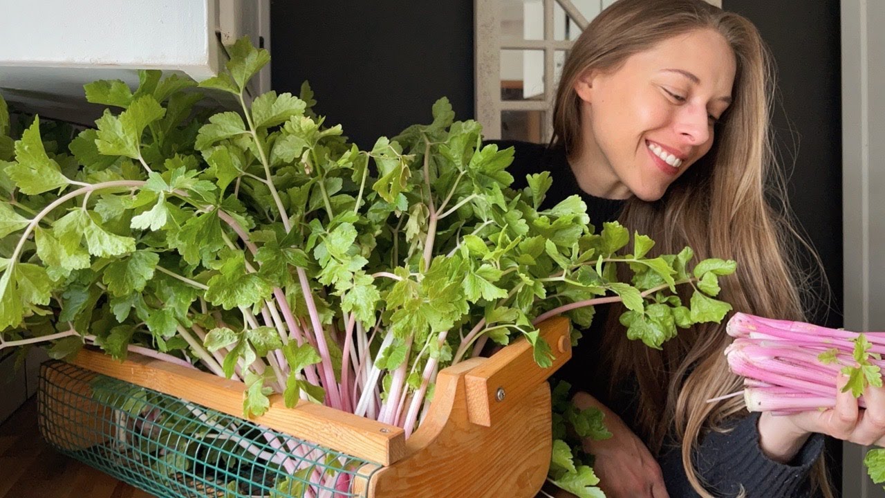Garden Harvest Day! Harvesting Chinese Pink Celery + Blanching & Freezing For Storage!