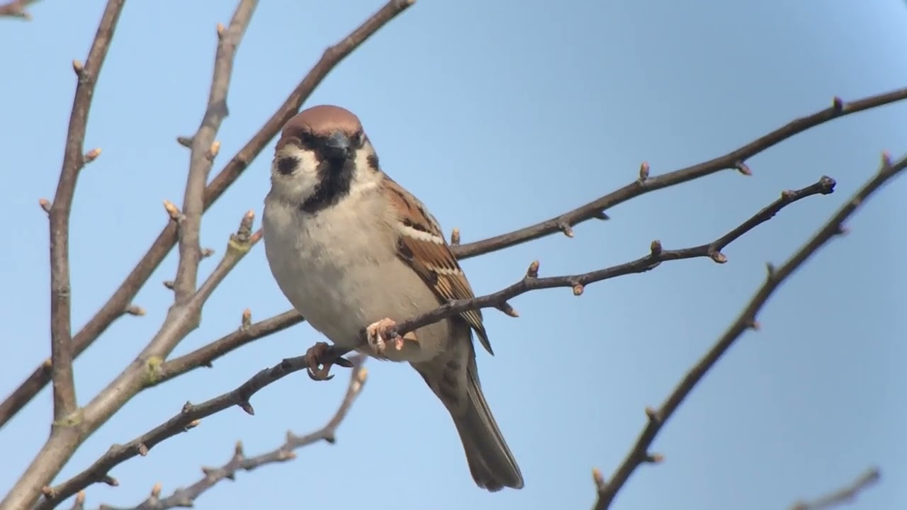 Tree Sparrow, Bempton Cliffs RSPB, East Yorkshire, 8/4/15