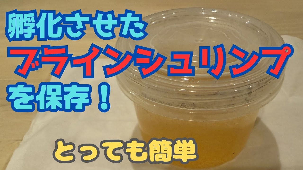 山田【簡単！】ブラインシュリンプを無駄にせずに生きたまま保存する方法を紹介！
