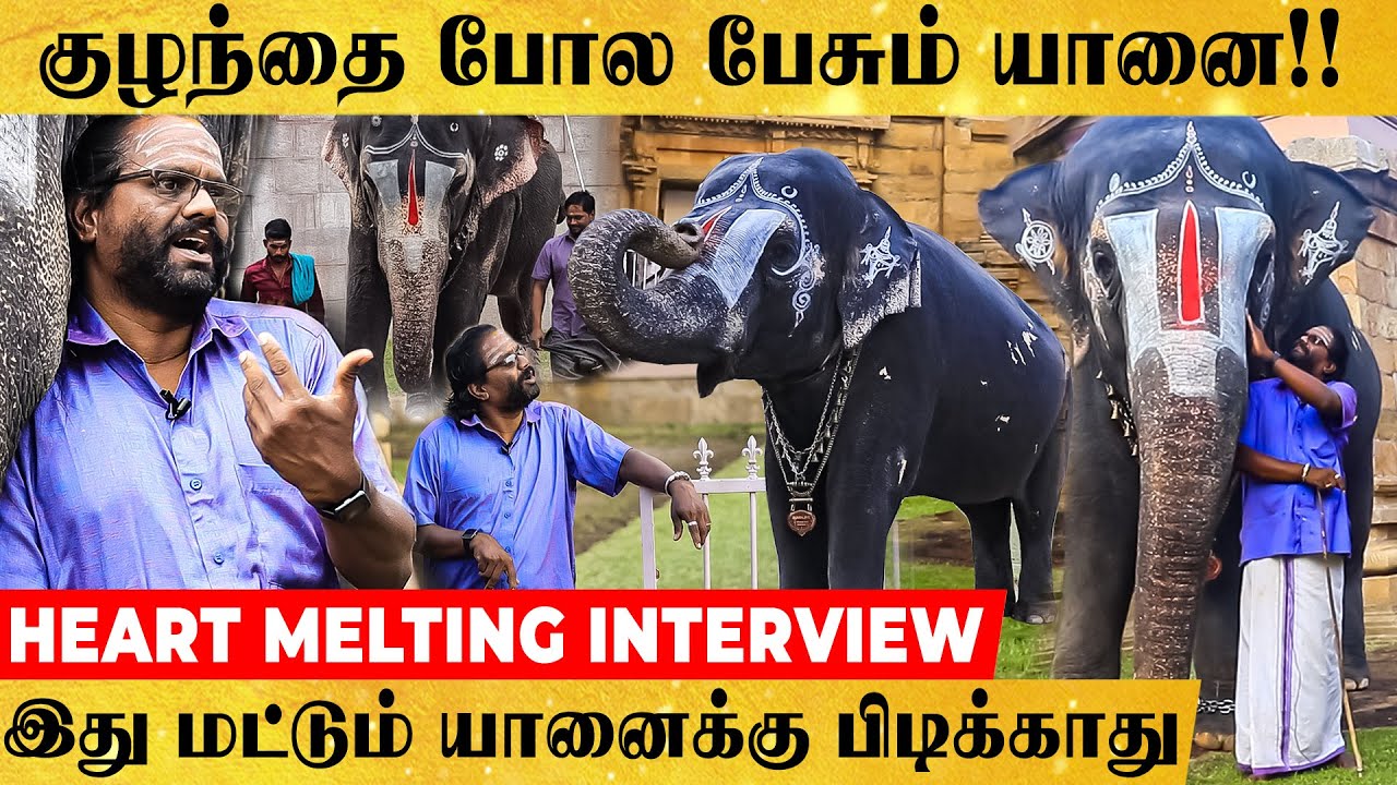 யானைகளை Control செய்வது எப்படி? ரகசியங்கள் உடைக்கும் பாகன்- Srirangam கோயில் யானை..- பாசமிகு பேட்டி
