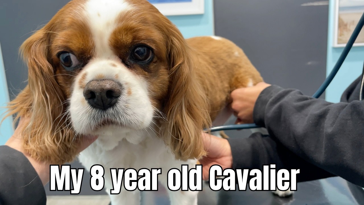 A Day in the Life of My 8 Year Old Cavalier in Sydney 🐶 | Groomer, Vet & Beach