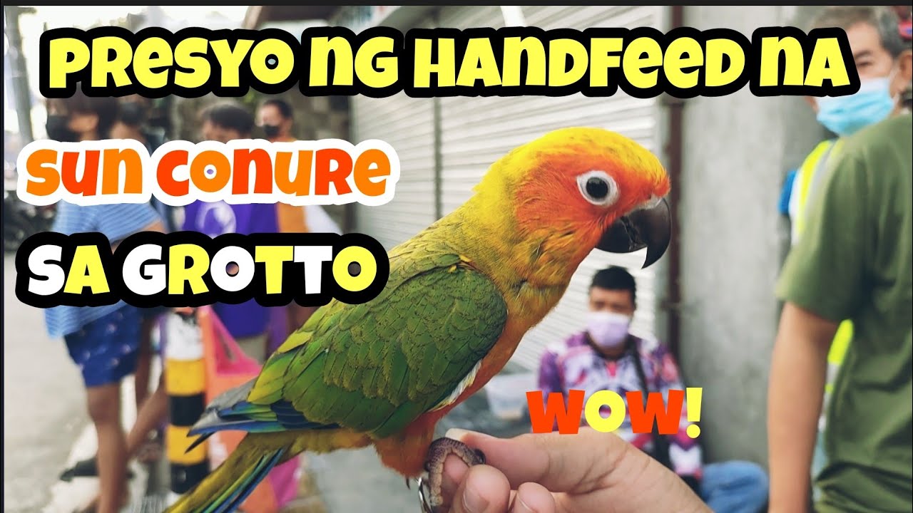 #sun conure#presyo ng handfeed na sun conure sa grotto sjdm bulakan 😁