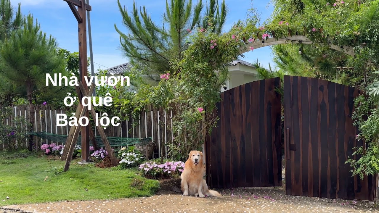 Nhà vườn nông thôn Bảo lộc | cuộc sống nông thôn với chú chó vàng |