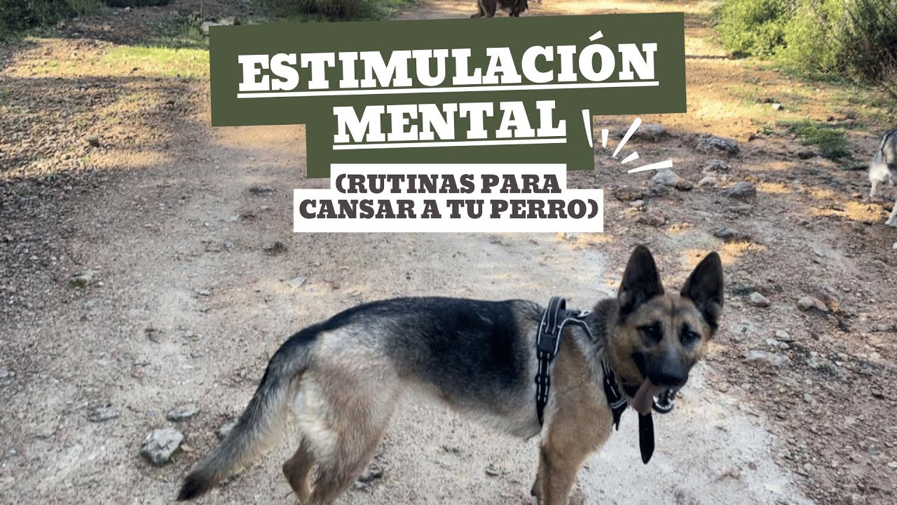 ESTIMULACIÓN MENTAL EN PERROS - Mi rutina diaria