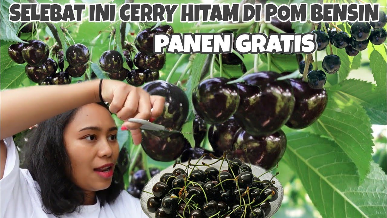 PANEN CERRY HITAM DI POM BENSIN BUAHNYA BERLIMPAH