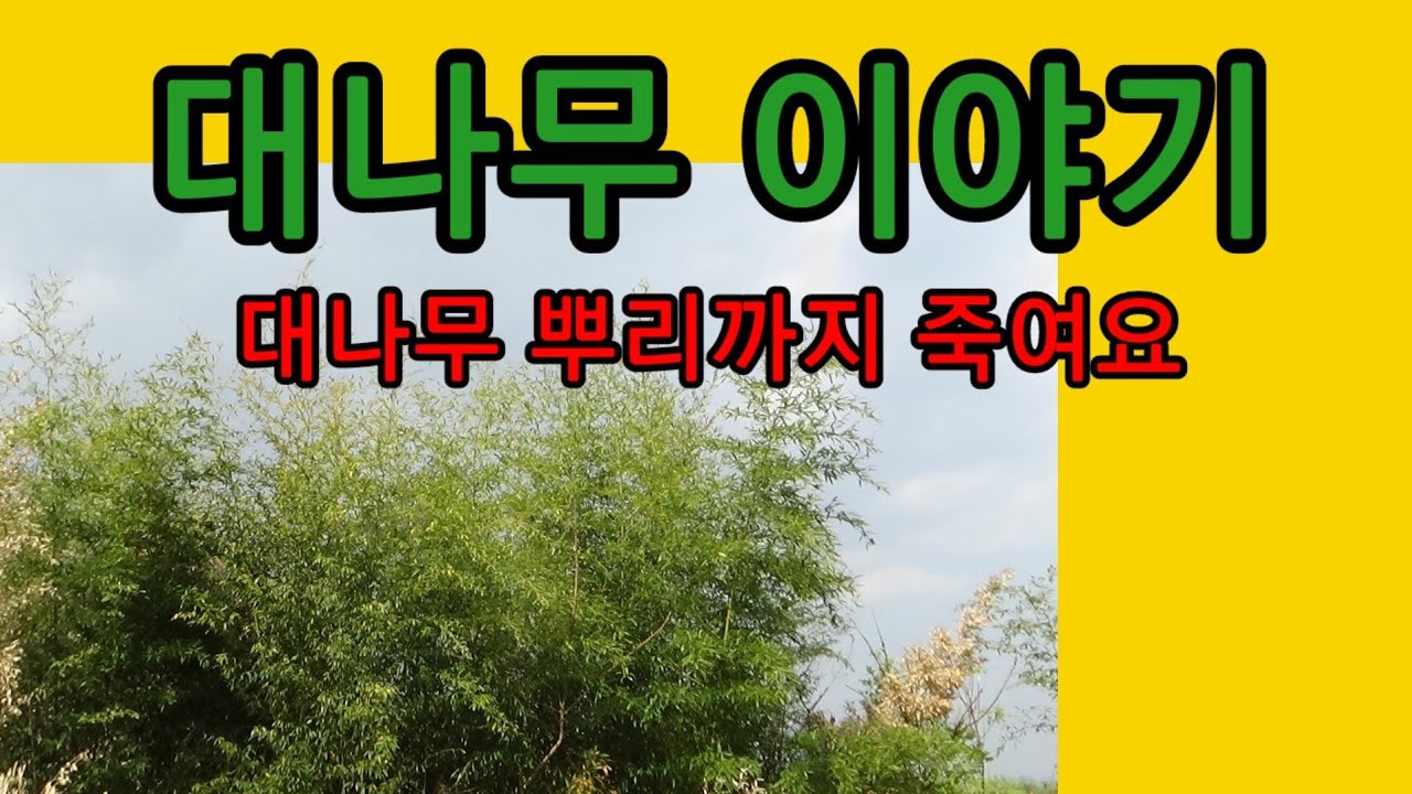 대나무죽이기#뿌리까지 죽이기#잡목죽이기#뿌이가 서서이죽고있어요