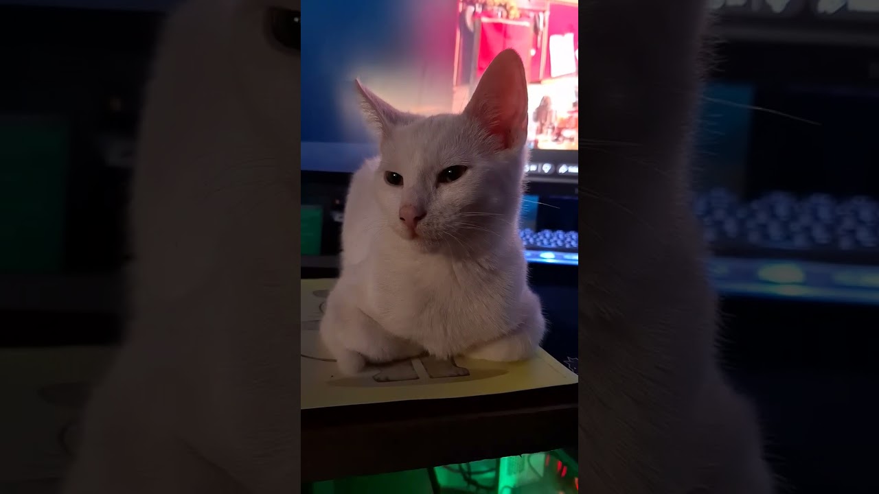 Shiro chillt vor meinem Bildschirm