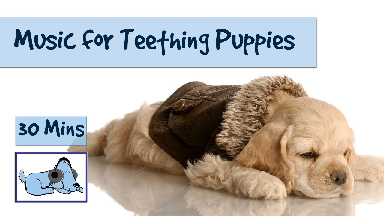 Music to Soothe and Relax Teething Puppies! Calm them Down with Relaxing Dog Music!