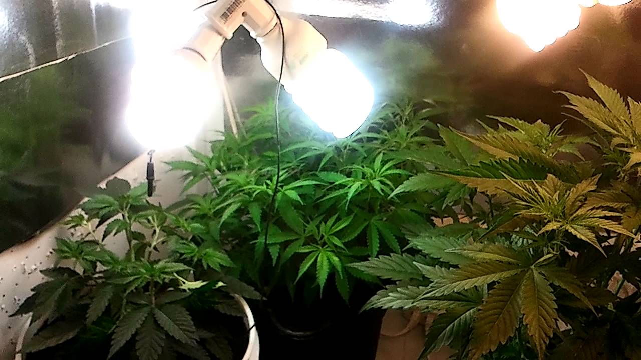 McDoobs CFL Grow Box