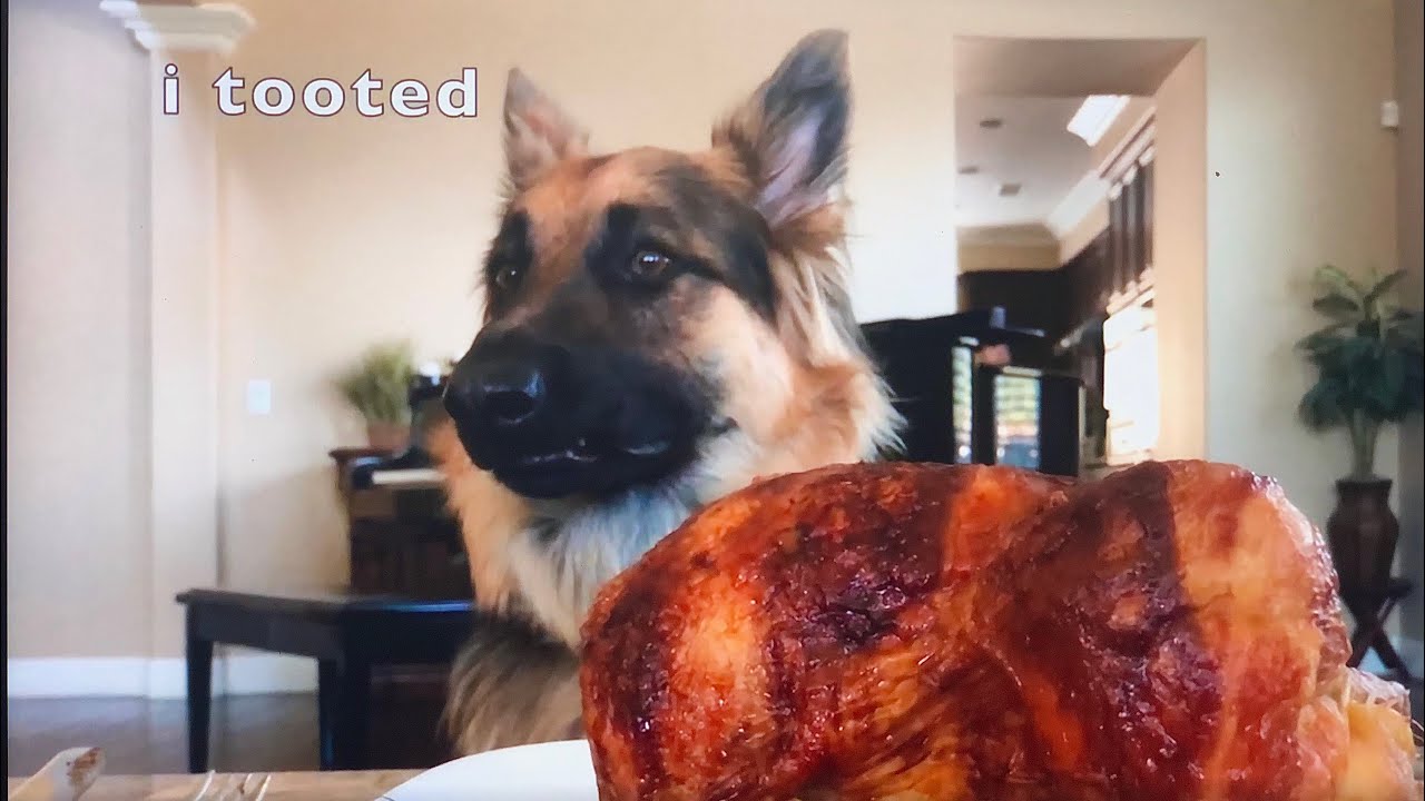 leaving german shepherd home alone with whole chicken | Leia The Shepherd