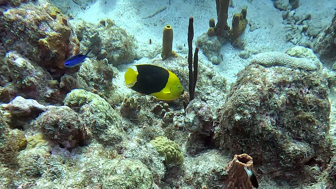 La R&eacute;serve Cousteau regorge de vie sous-marine
